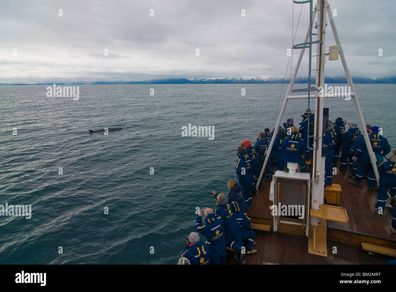 Trawler con i turisti a guardare una balena, Husavik, Islanda, regioni polari Foto Stock