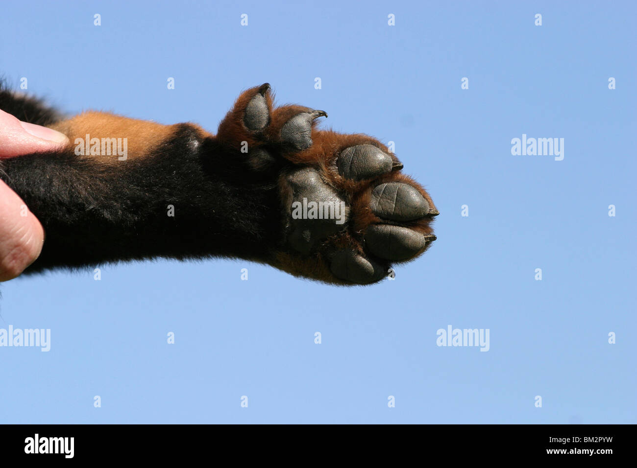 Beauceron mit sechs Zehen / sei dita dei piedi Foto Stock
