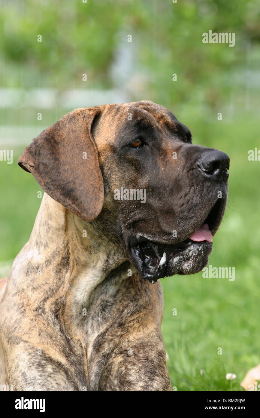 Deutsche Dogge / Great Dane ritratto Foto Stock