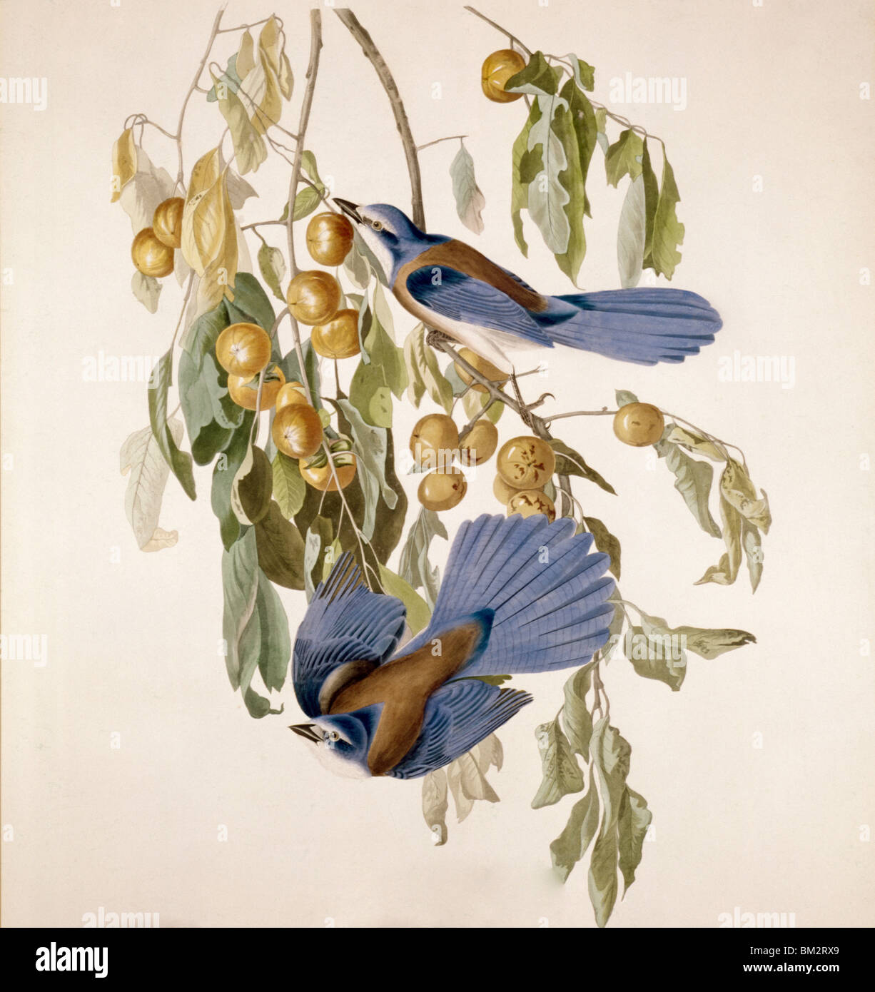 Due uccelli alimentazione su bush pieno di frutti di bosco, Foto Stock