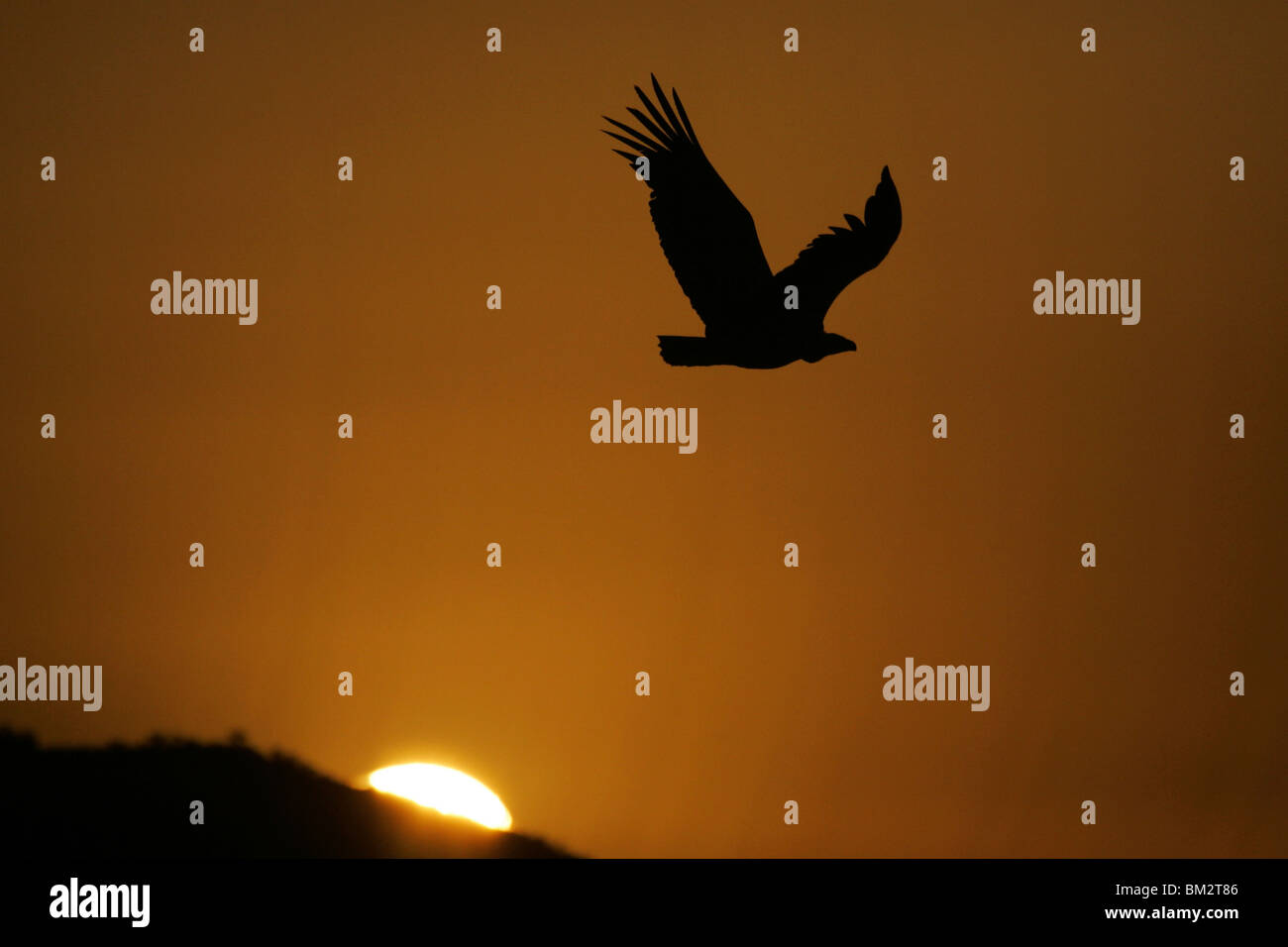 Dorso bianco Vulture battenti al tramonto Gyps africanus Foto Stock