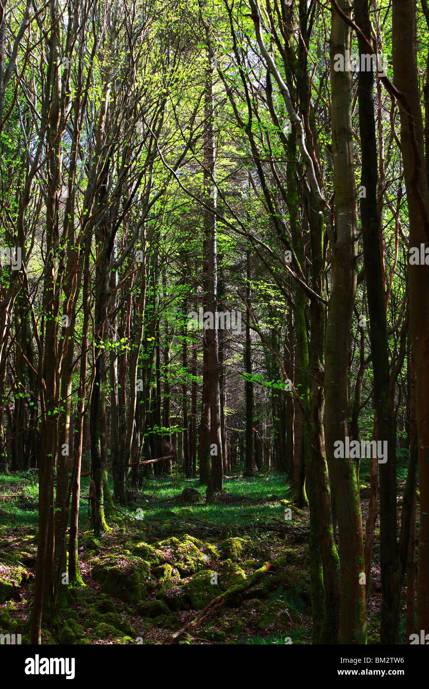 Una nuova stagione di crescita comincia nei boschi Castlelough, Co. Tipperary Foto Stock