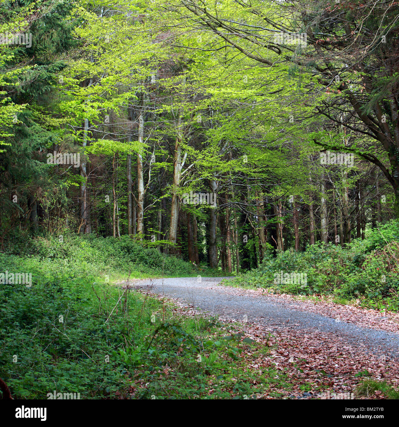Un percorso throuh Castlelough boschi in North Tipperary Foto Stock