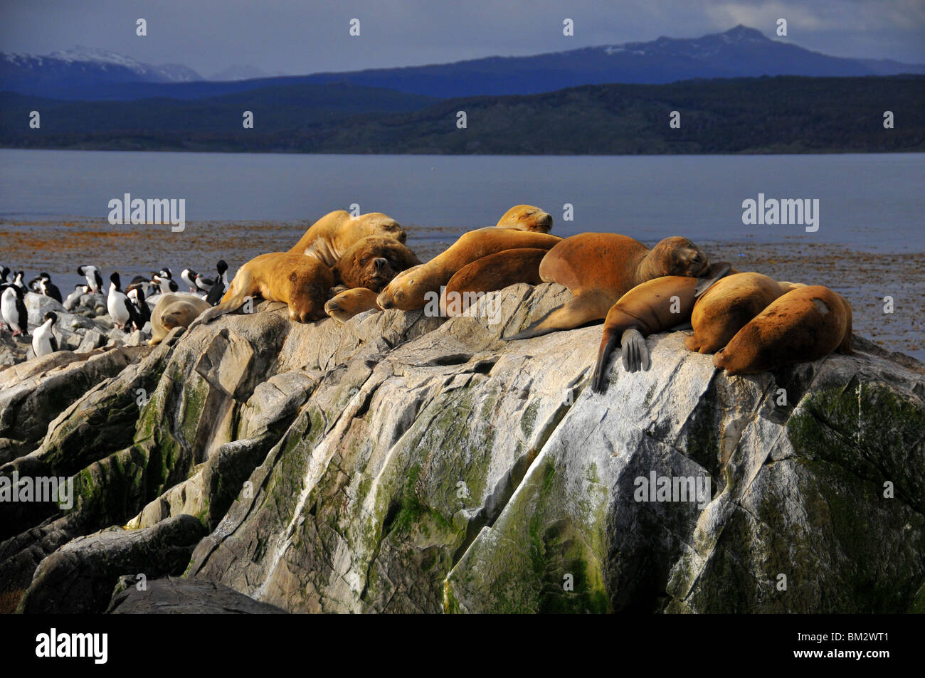 Un gruppo di leoni di mare (Otaria flavescens) sulle rocce con uccelli nel Canale di Beagle vicino a Ushuaia e il Cile in Patagonia Argentina Foto Stock