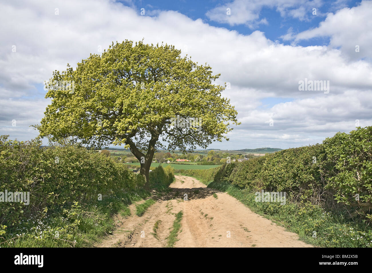 La via che conduce a Roseberry Topping e legno di Newton, vicino grande Ayton, Cleveland, Regno Unito Foto Stock