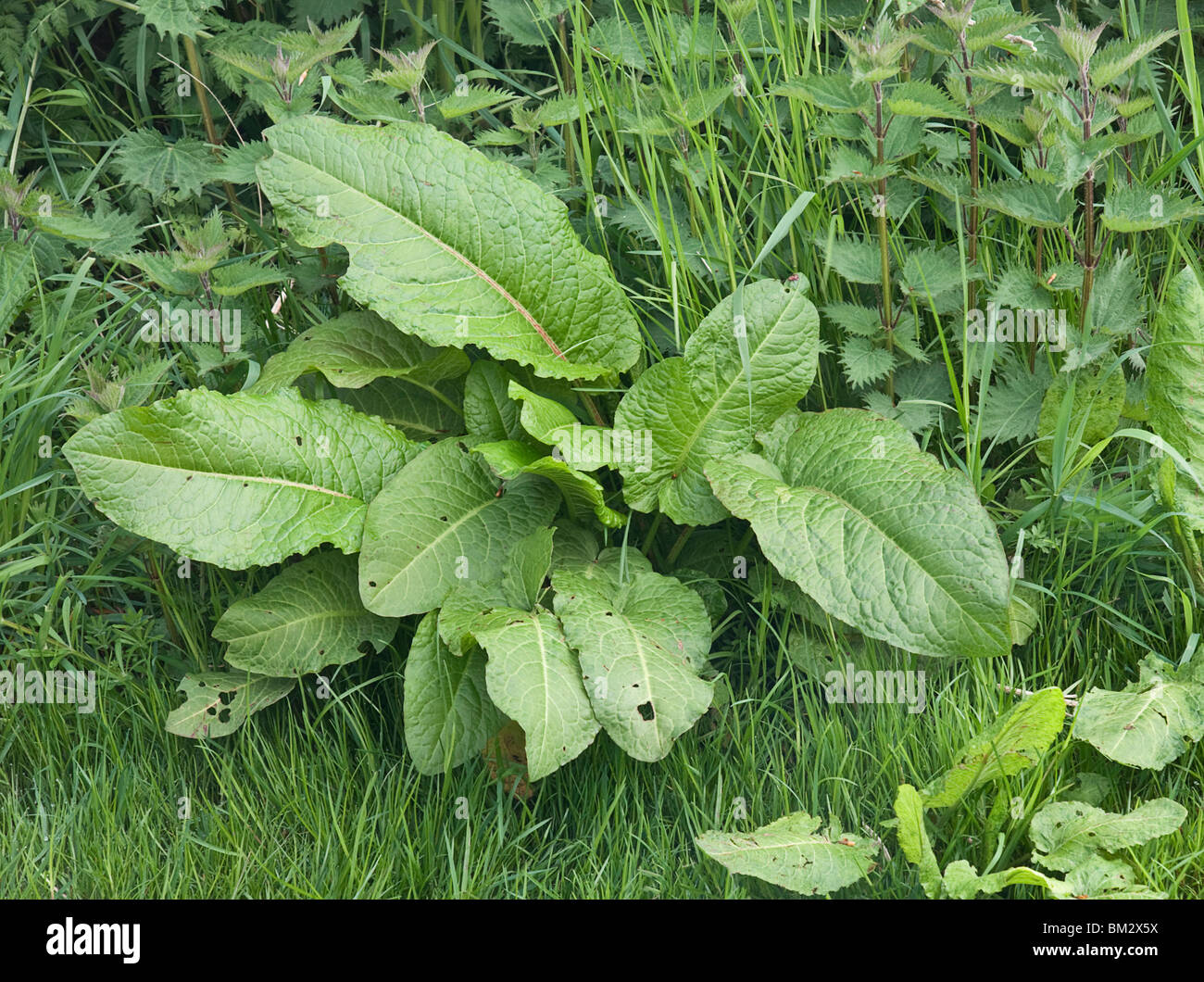 Intrico di foglie di dock (Rumex obustifolius) cresce a fianco di ortiche. Foto Stock