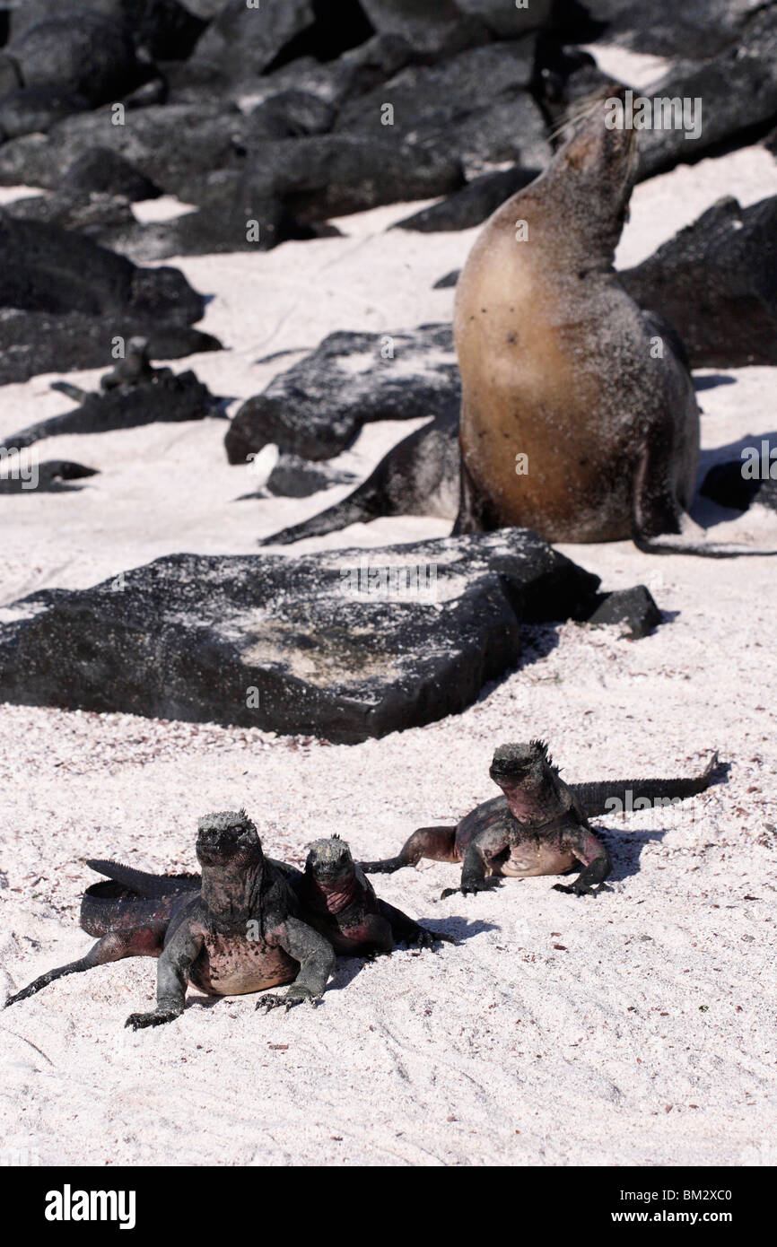 Isole Galapagos wildlife, tintarella iguane marine e 'Sea Lion " Spiaggia di condivisione, all'Isola Espanola, Ecuador Foto Stock