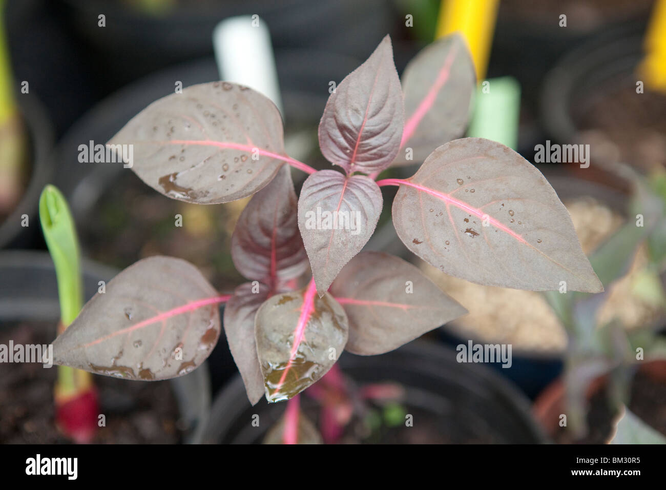 Iresine - Sangue di piante a foglia nella famiglia amaranto, Amaranthaceae Foto Stock