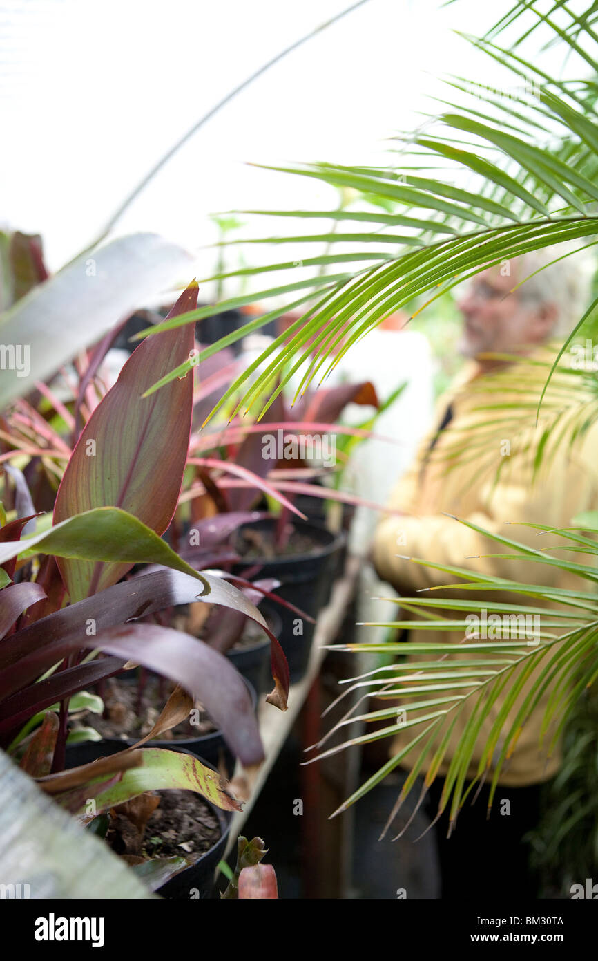 Sarà Giles con la sua vasta collezione di Bromeliacee e Cannas Foto Stock