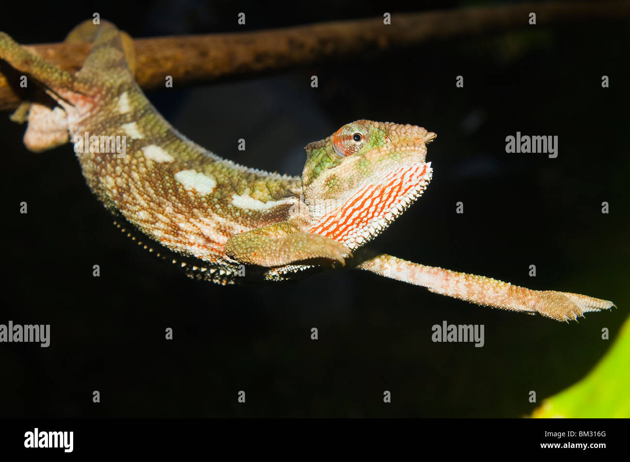 Panther Chameleon (Furcifer pardalis), Madagascar Foto Stock