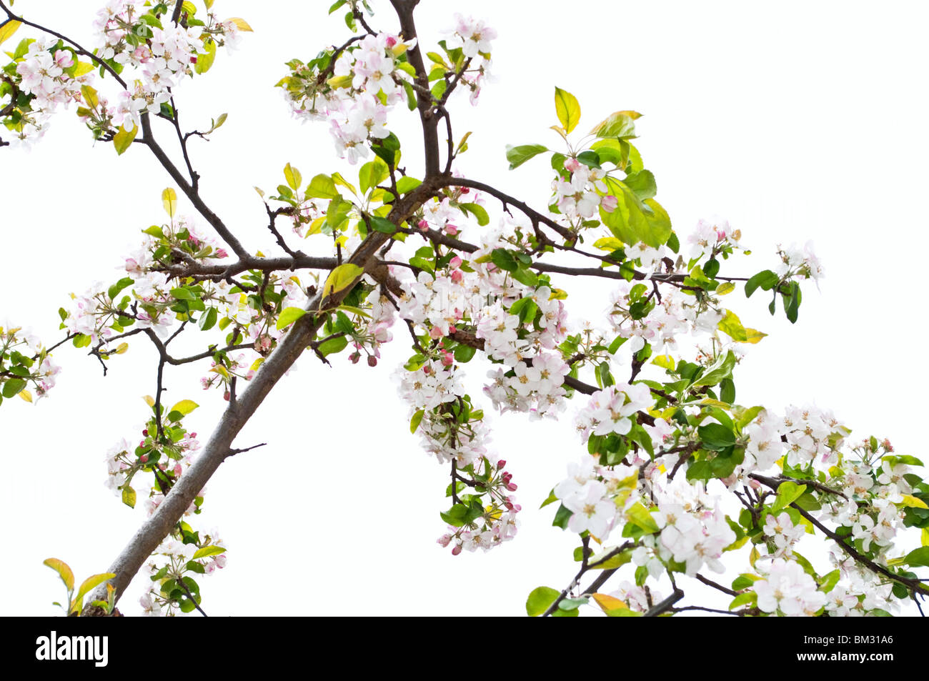 Apple Blossom Foto Stock