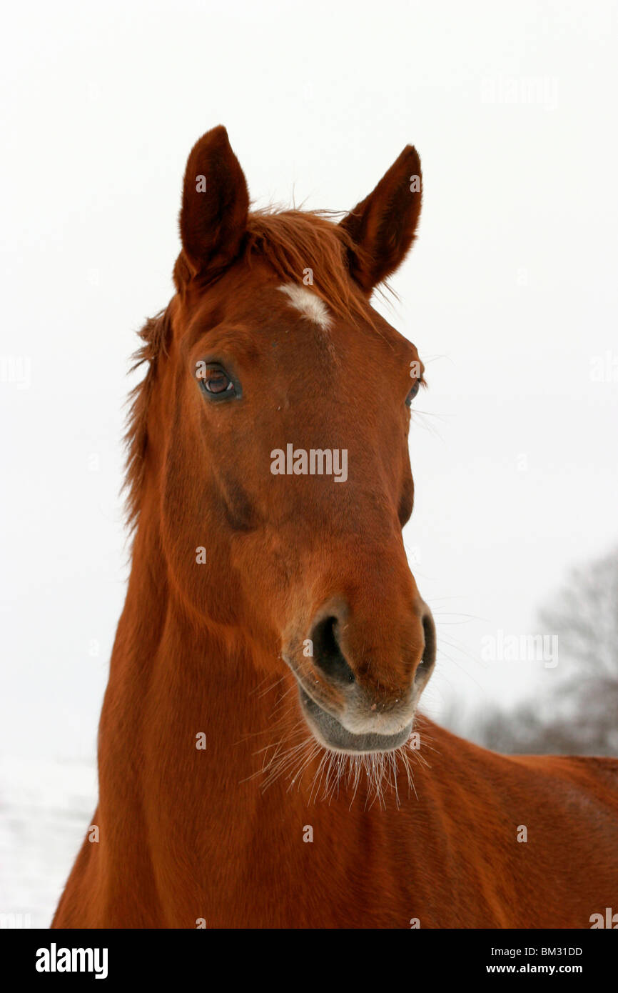 Pferdeportrait / testa di cavallo Foto Stock