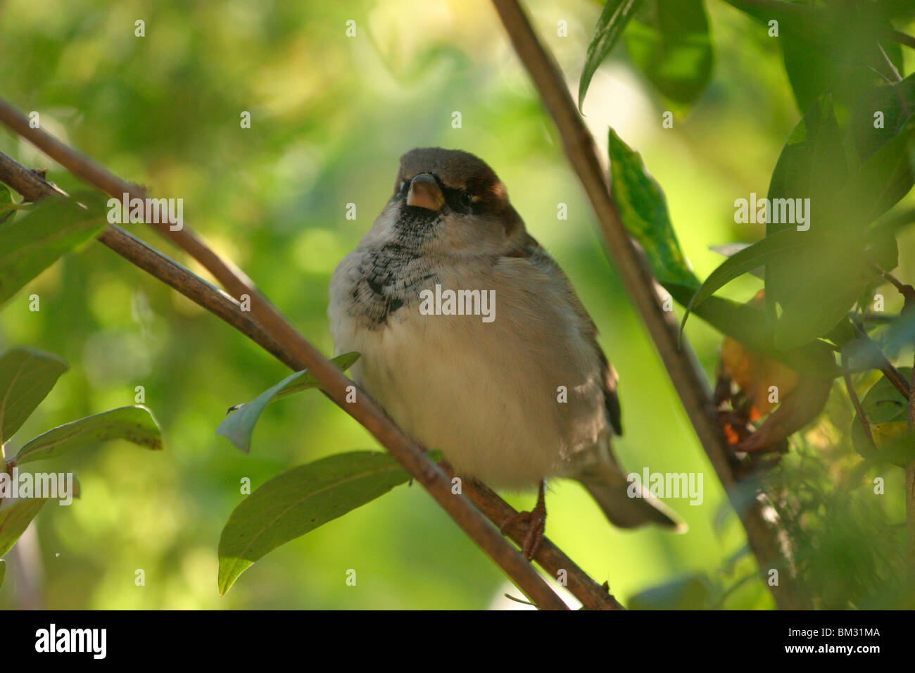 Spatz / passero Foto Stock