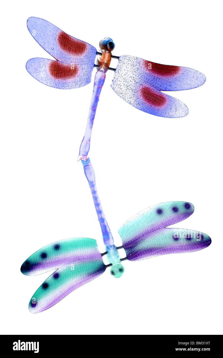 Due coloratissimi dragonfly insetti volanti di fare l'amore, sfondo bianco Foto Stock