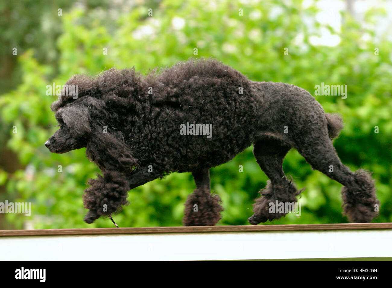 Pudel in Bewegung / poodle in azione Foto Stock