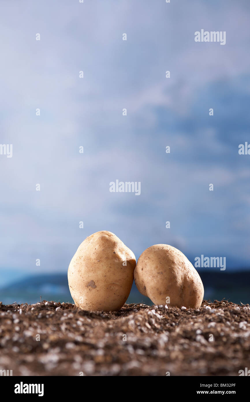 Due patate sul terreno Foto Stock