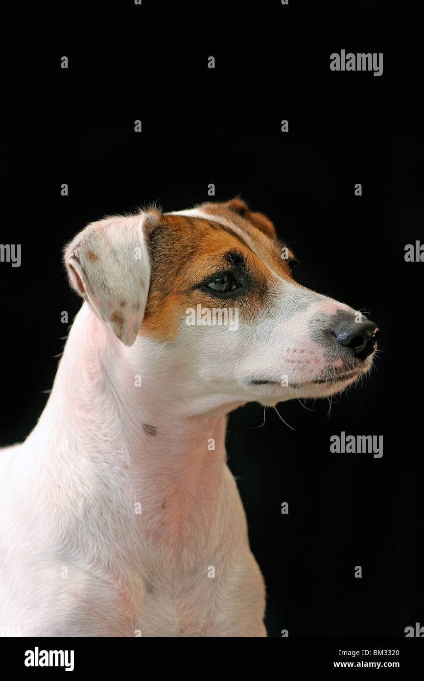 Parson Russell Terrier Foto Stock