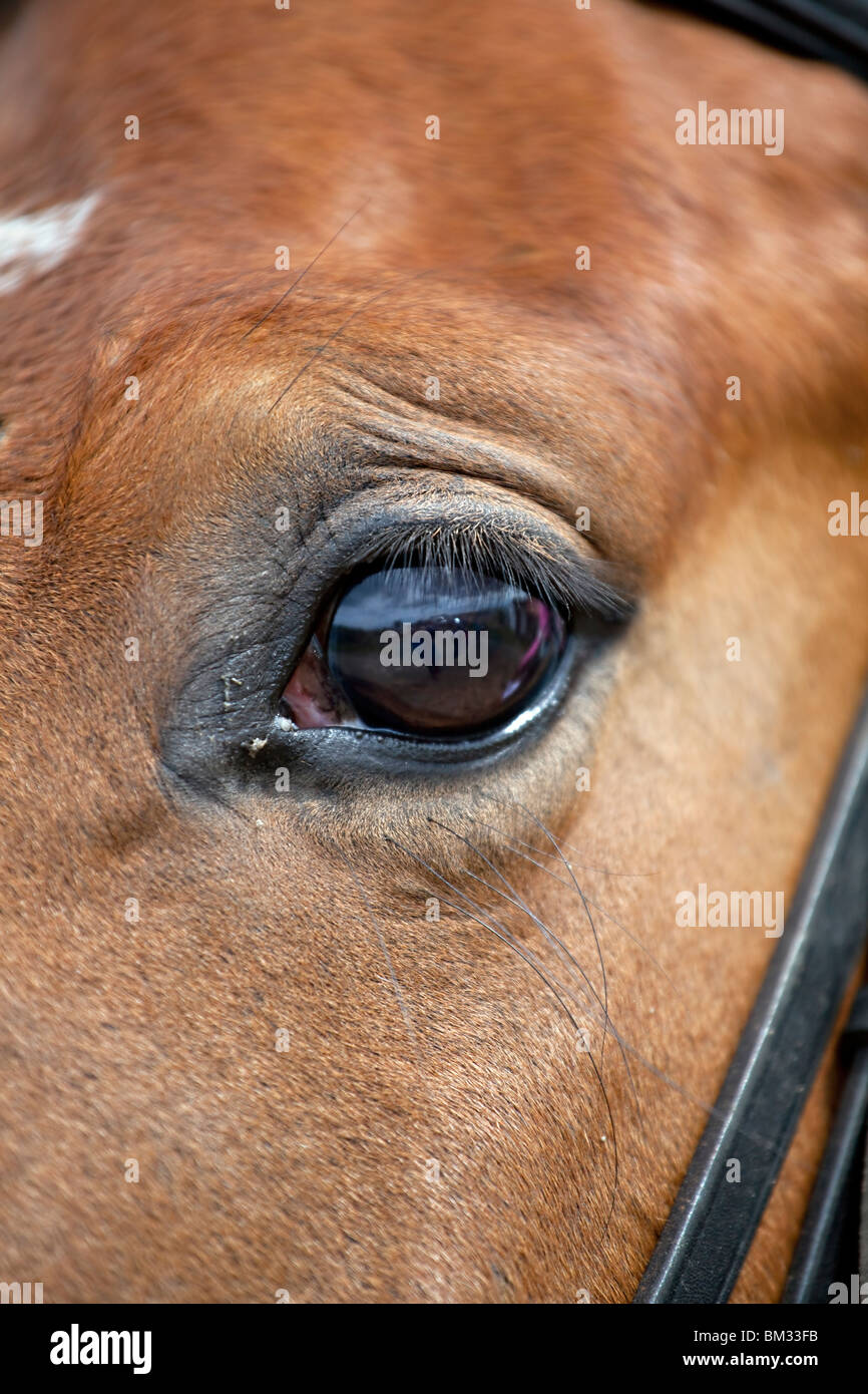 Cavalli marrone occhio, close up Foto Stock