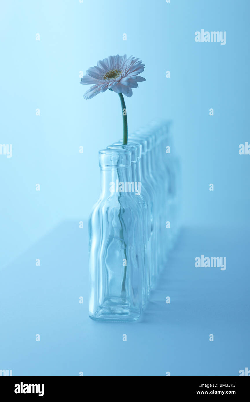 Fila di svuotare le bottiglie di vetro, uno con gerbera daisy, sfondo blu Foto Stock