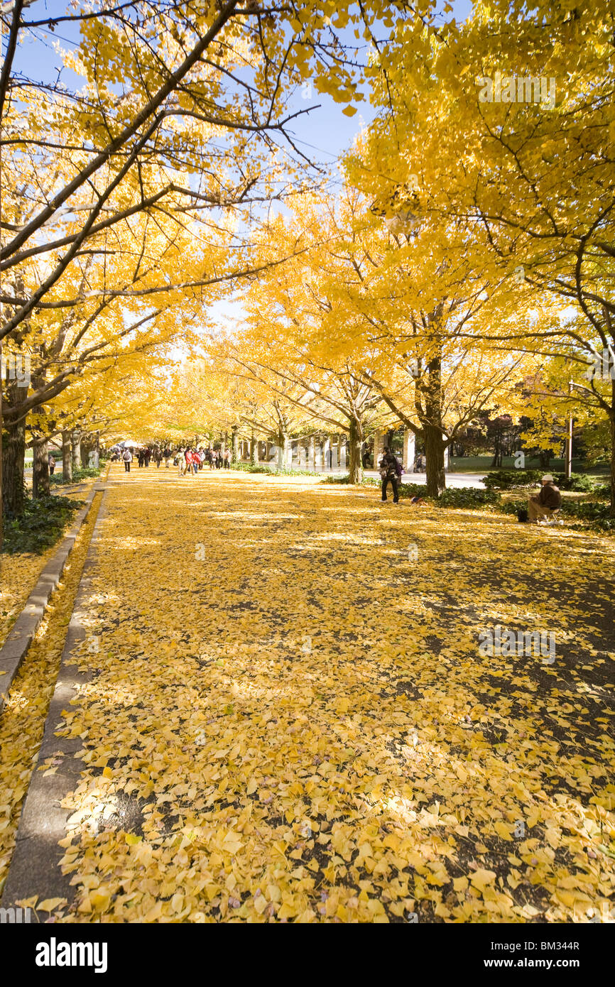 Autunno colorato di alberi di gingko Foto Stock