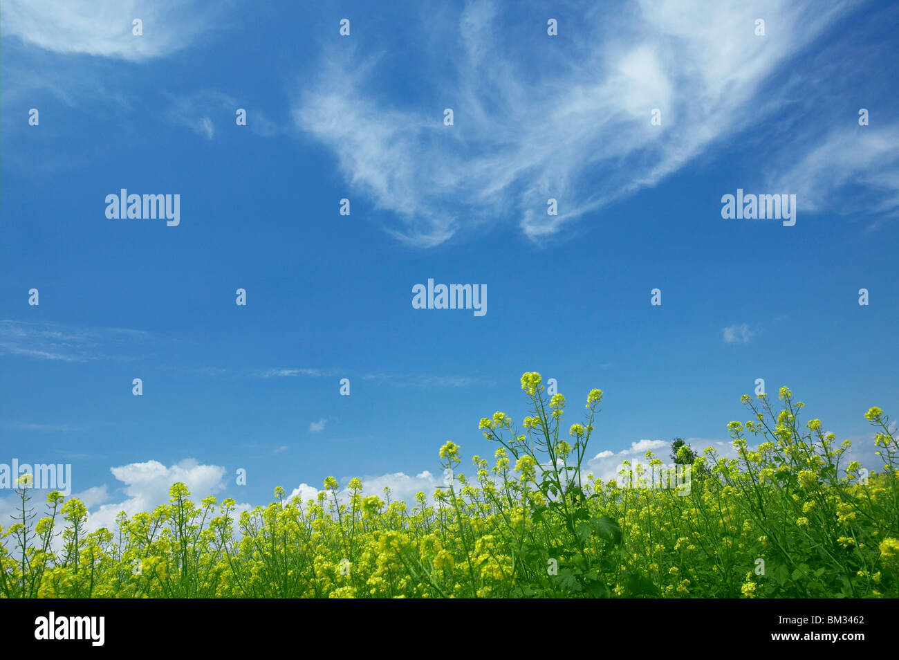 Cielo sopra il campo di senape, Biei town, prefettura di Hokkaido, Giappone Foto Stock