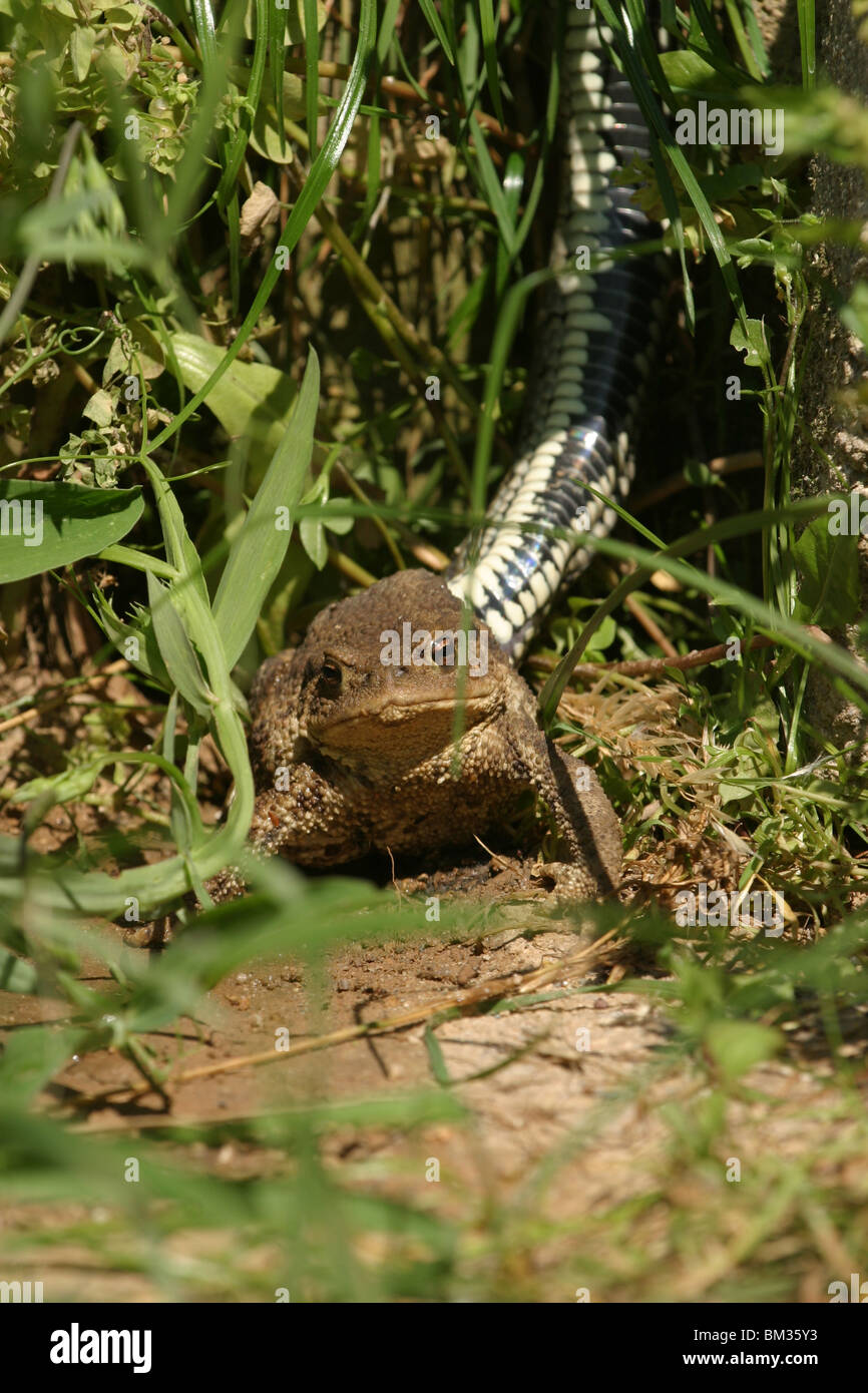 Ringelnatter frißt Kröte/anello serpente con toad Foto Stock