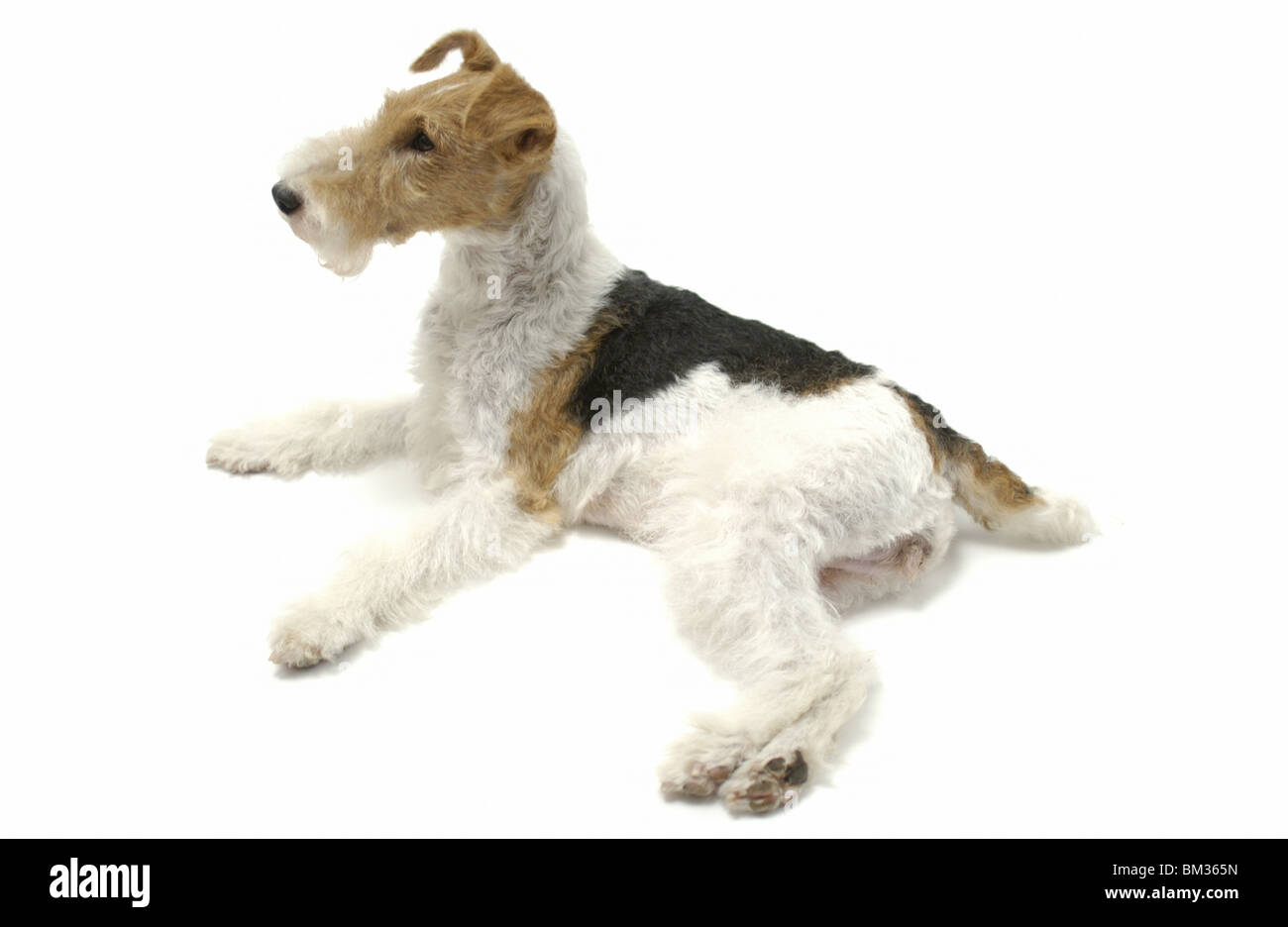 mini wire haired fox terrier
