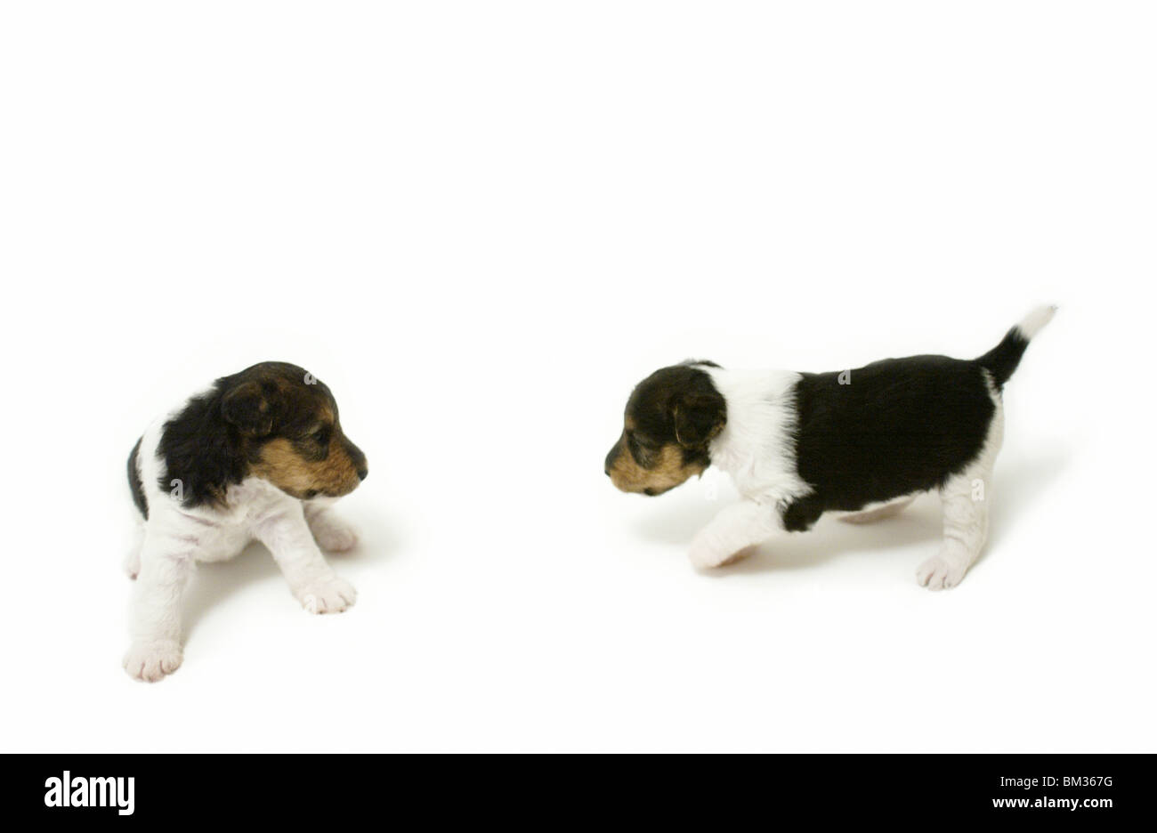 Filo fox terrier cuccioli, sfondo bianco Foto Stock