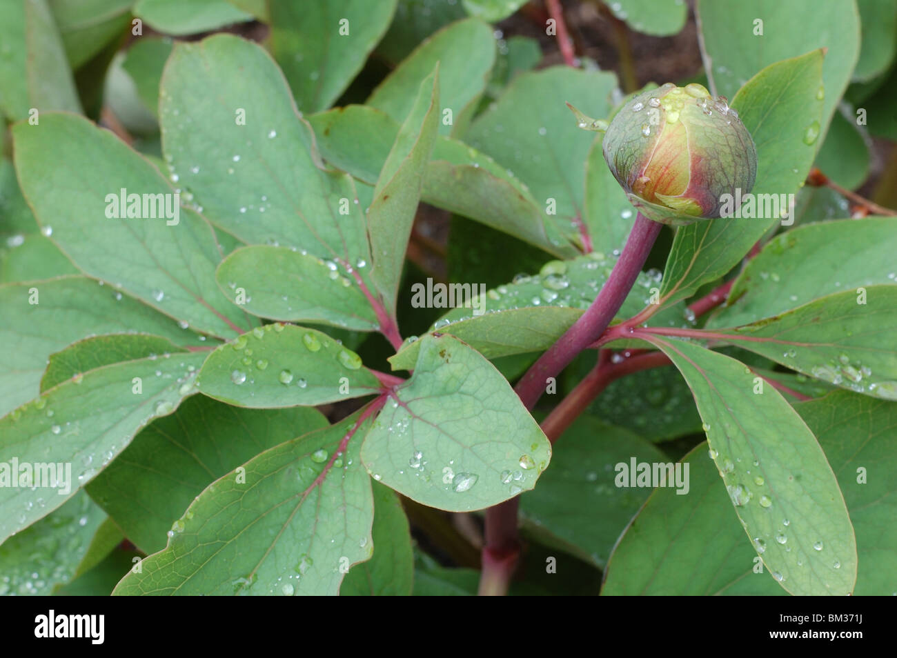 Paeonia mlokosewitschii Foto Stock