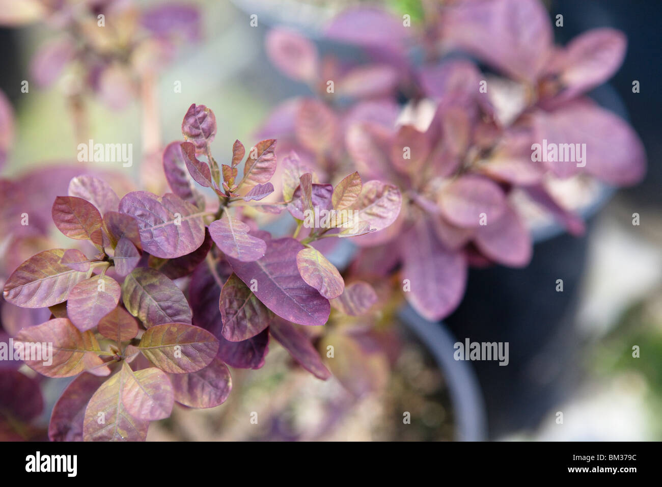 Cotinus coggygria 'Royal Purple' anta dettaglio Foto Stock