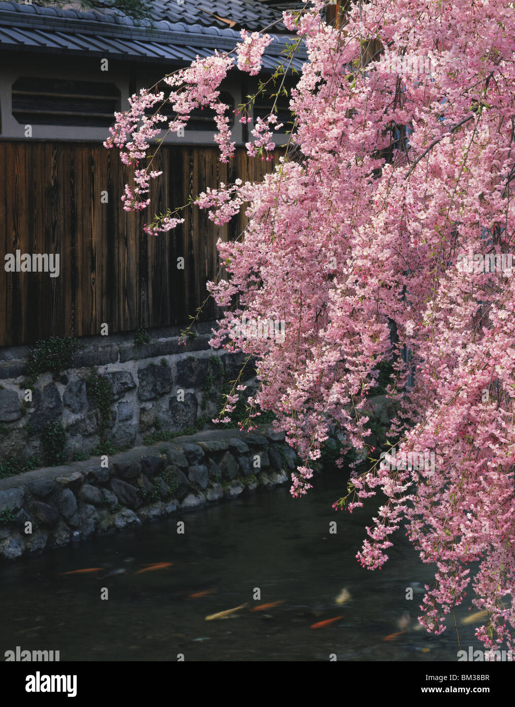 Fiume Shirakawa, Gion, prefettura di Kyoto, Honshu, Giappone Foto Stock