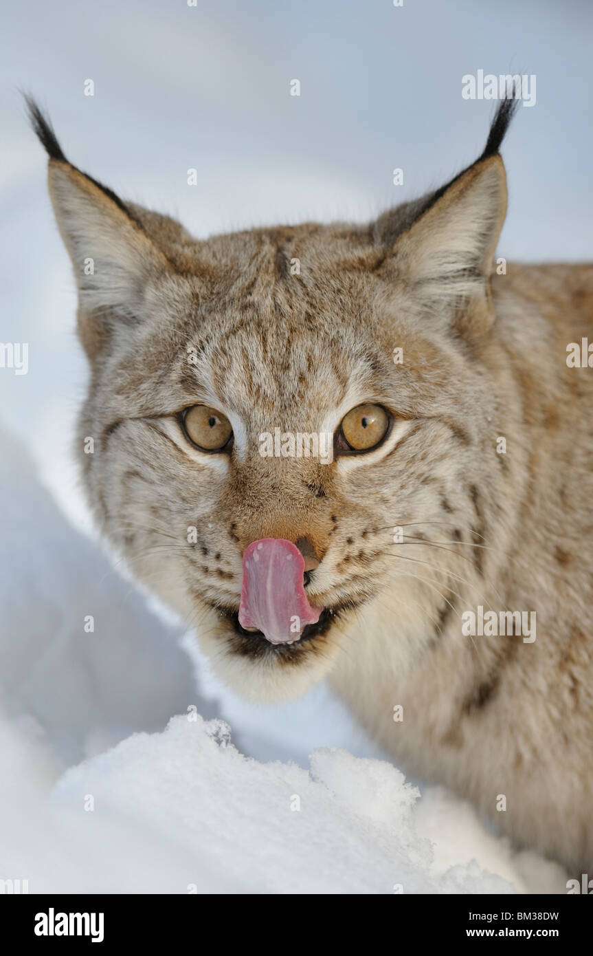 Lince europea (Felis lynx, Lynx lynx). Maschio adulto leccare la sua faccia dopo la poppata. Foto Stock