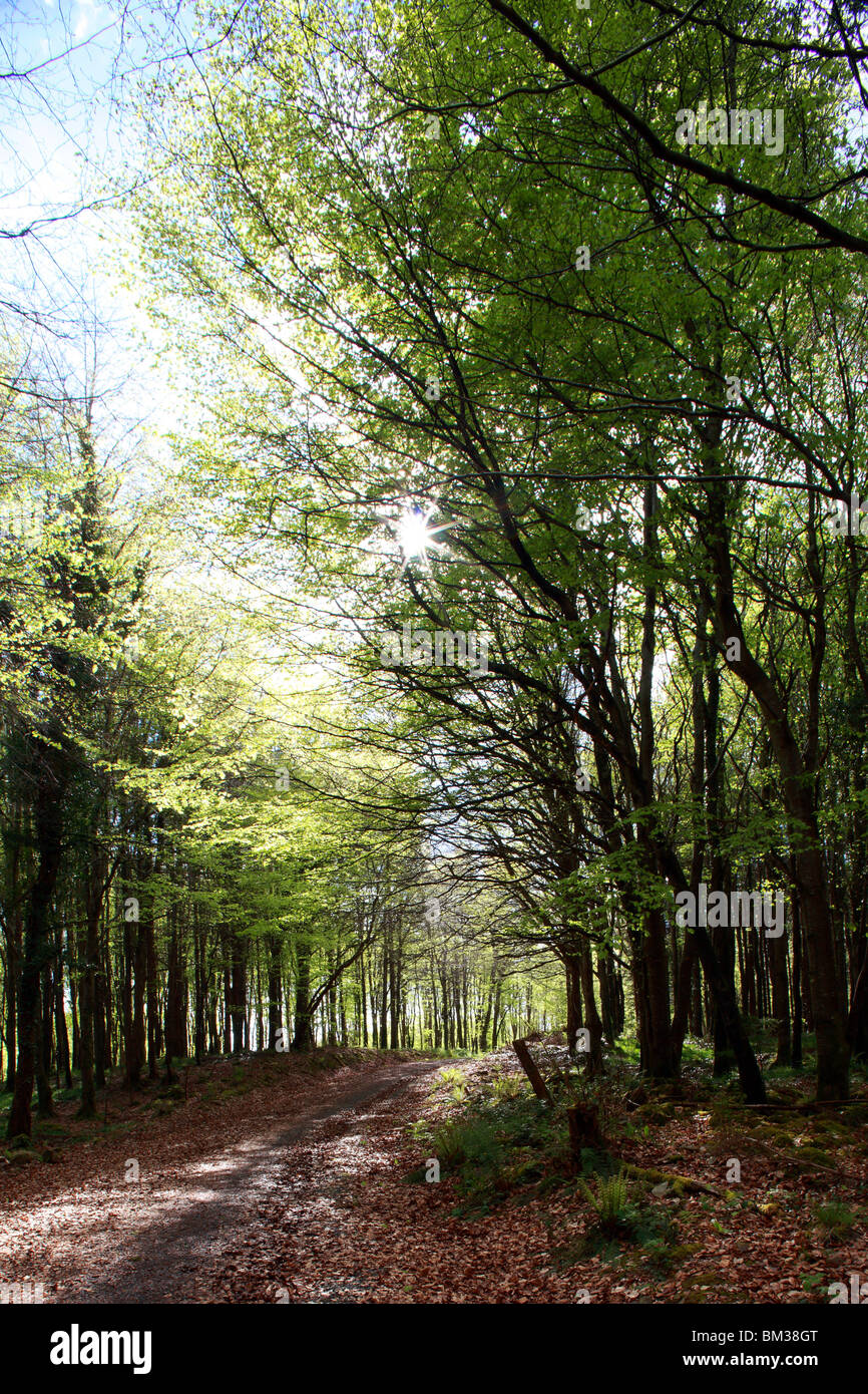 Un percorso throuh Castlelough boschi in North Tipperary Foto Stock