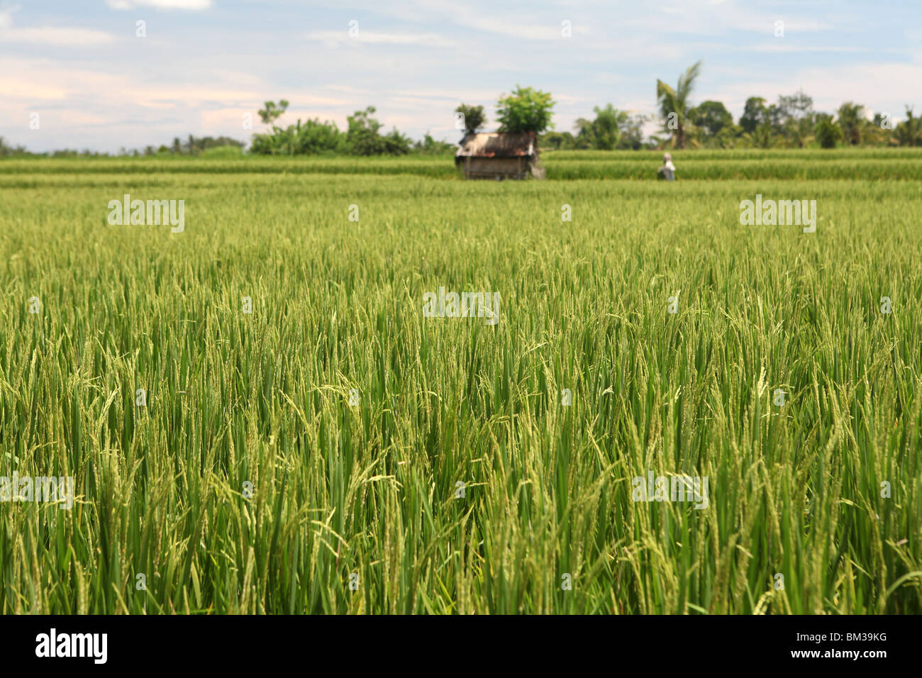 I campi di riso risoni nella campagna attorno a Ubud a Bali, Indonesia. Foto Stock