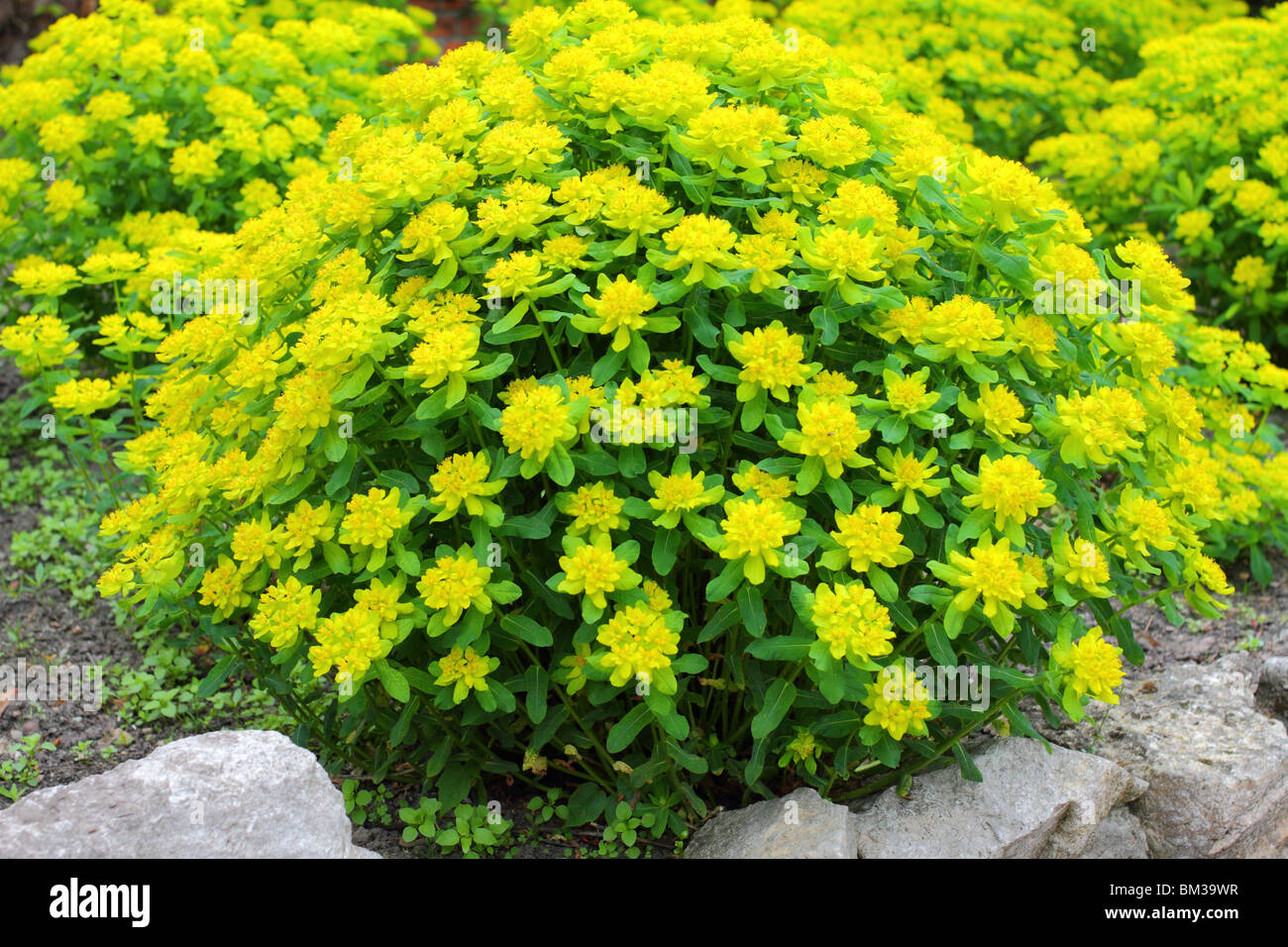 Il cuscino di euforbia molla gialla fiore Euphorbia epithymoides Foto Stock