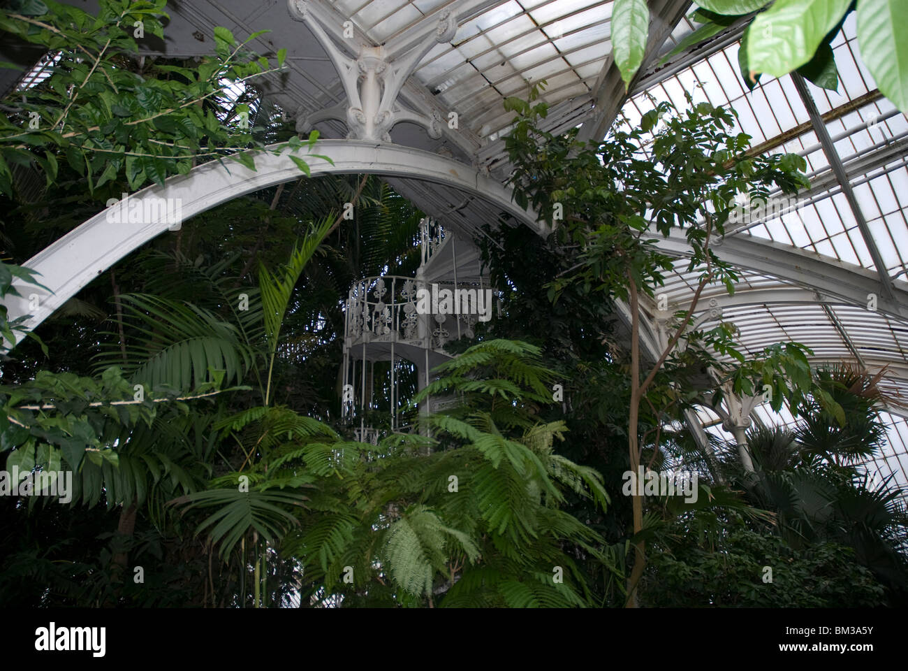 Il tetto del Vittoriano Palm House Kew Gardens Surrey, Regno Unito Foto Stock