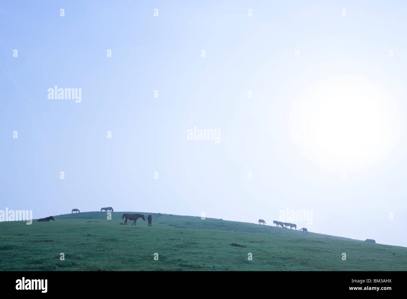 Grande gruppo di cavalli su una collina, Prefettura di Miyazaki, Kyushu, Giappone Foto Stock