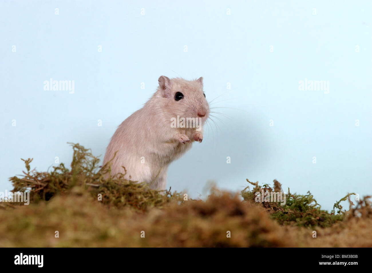 Wüstenrennmaus Mongolische / mouse mongolo Foto Stock