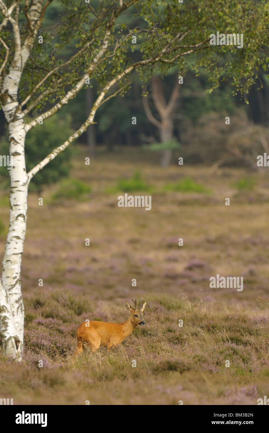 Unione Il capriolo (Capreolus capreolus). Buck in piedi nella brughiera sotto betulla, Paesi Bassi. Foto Stock