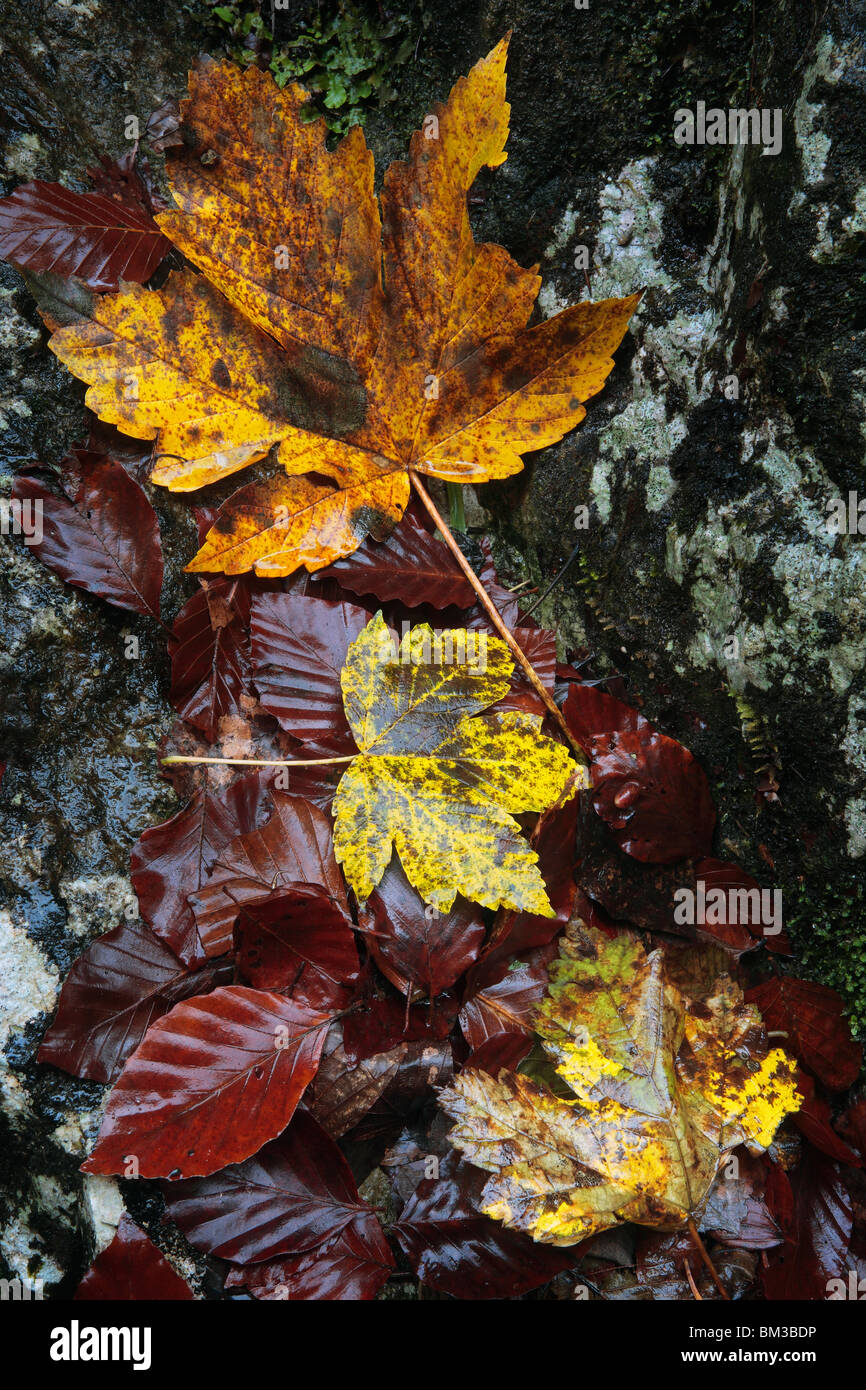 Autunno ancora la vita come osservabile lungo la gola, Gorge vicino a Bled, Gorenjska, Slovenia Foto Stock