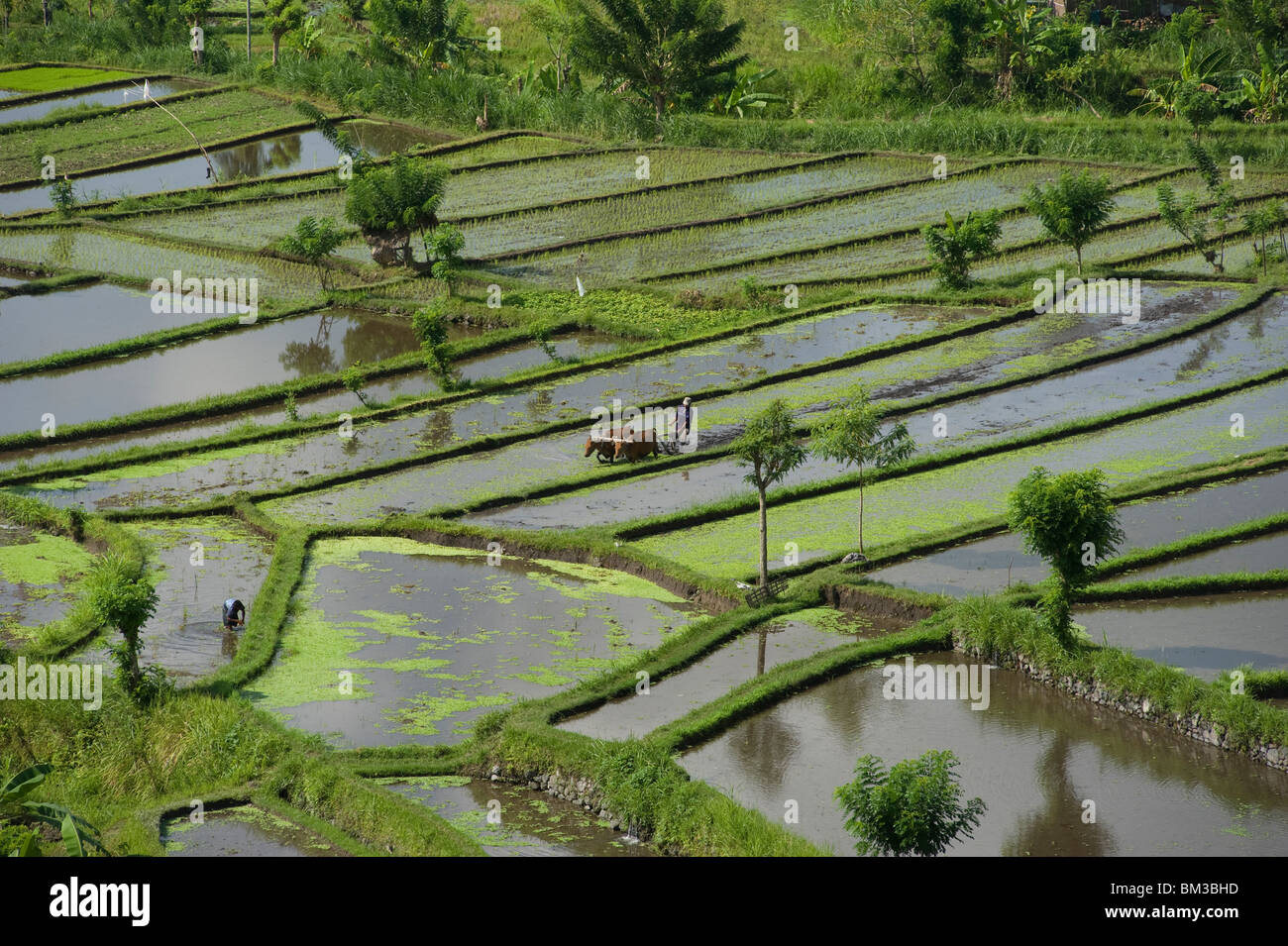 Bali, Indonesia. ricefields. Lungo la strada per Amed, Bali Orientale Foto Stock