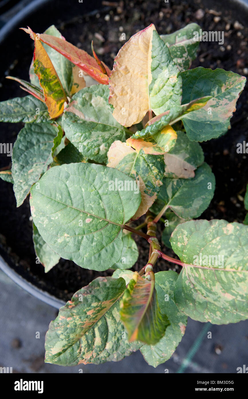 Fallopia japonica 'Variegata' pianta invasiva che cresce in una plastica pot di giardinaggio Foto Stock