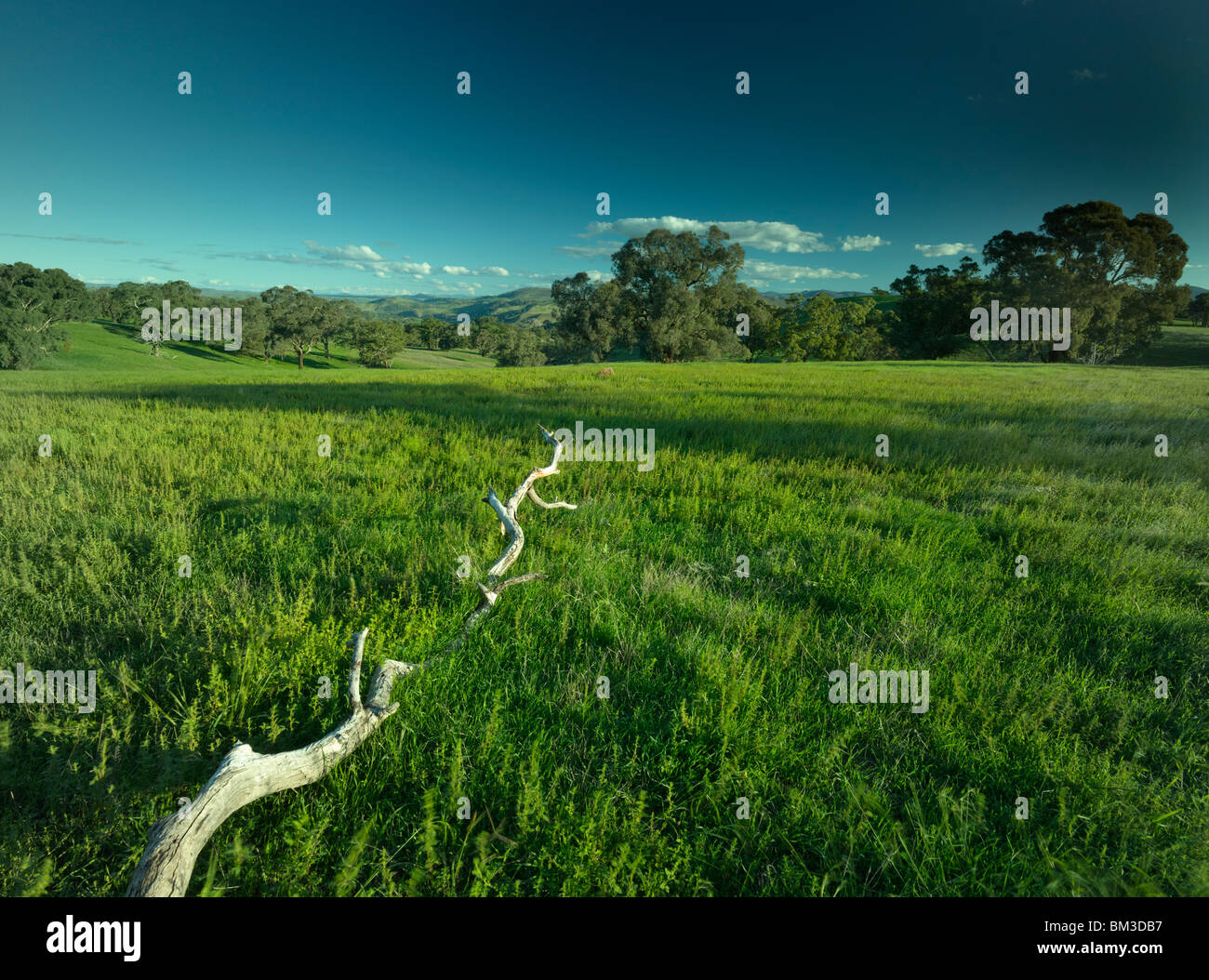 La collina del paese di pascolo di Yass, NSW Australia Foto Stock