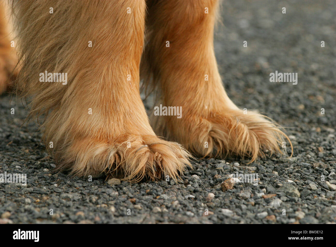 Hundebeine / zampe Foto Stock