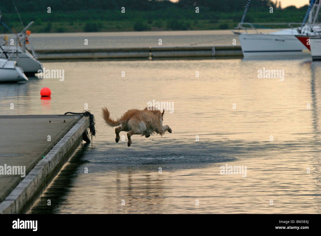Hund springt ins Wasser / cane salto in acqua Foto Stock