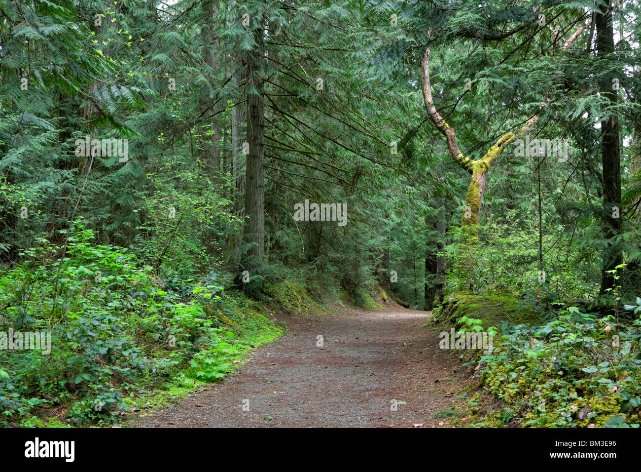 La via attraverso la foresta. Conifere e latifoglie un sottobosco sono tipici della foresta pluviale temperata del Nord Ovest del Pacifico Foto Stock