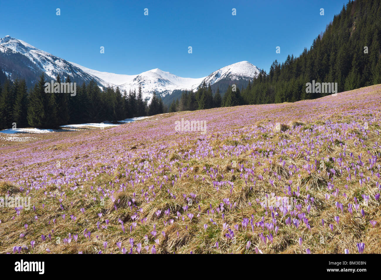 Crochi in Valle Chocholowska, monti Tatra, Polonia Foto Stock