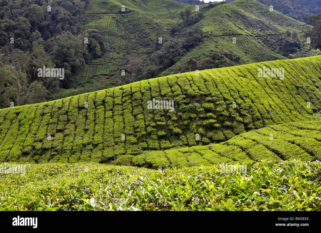 La piantagione di tè, Cameron Highlands, Malaysia Foto Stock