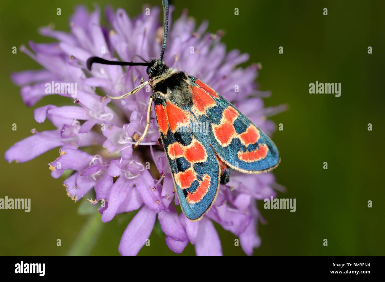 Burnett Moth (Zygaena fausta) su Purple Flower Field Scabious, Knautia arvensis Foto Stock