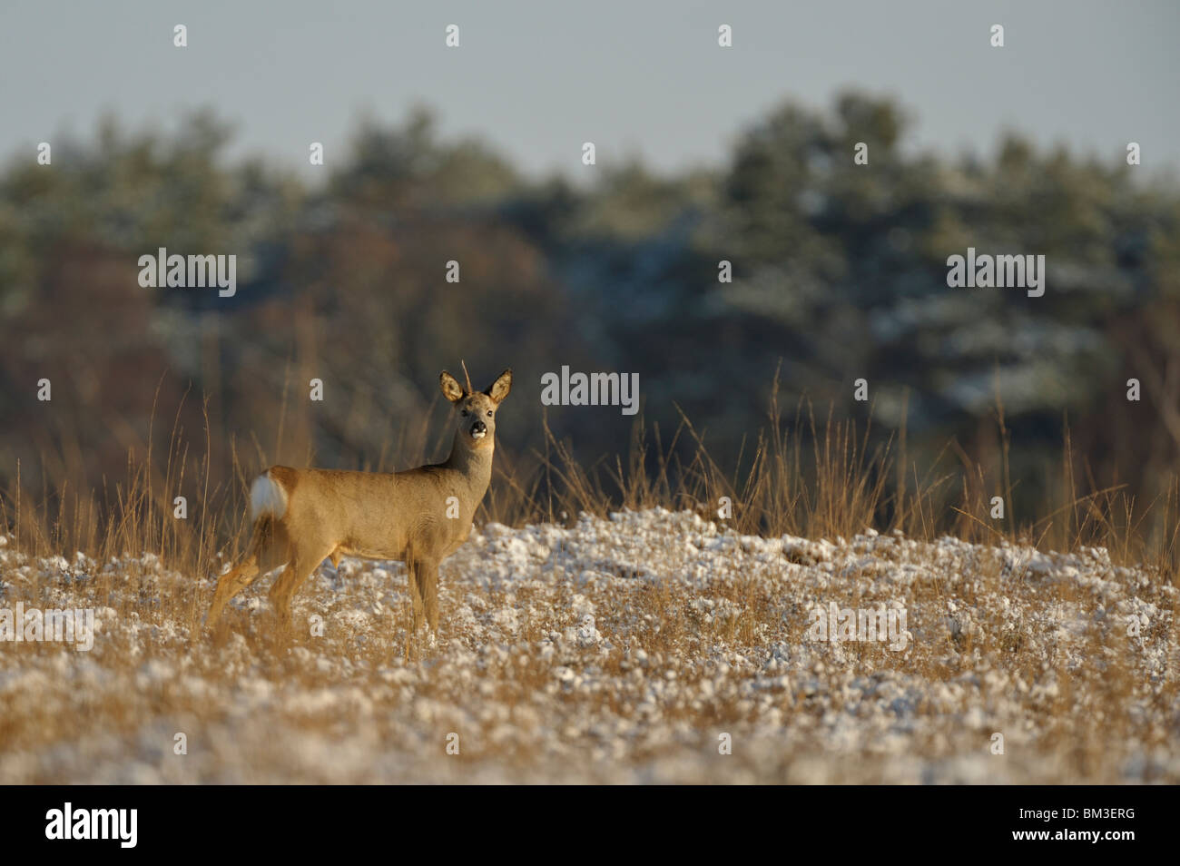 Unione Il capriolo (Capreolus capreolus). Maschio, che ha perso una delle sue corna, in piedi nel paesaggio innevato. Foto Stock